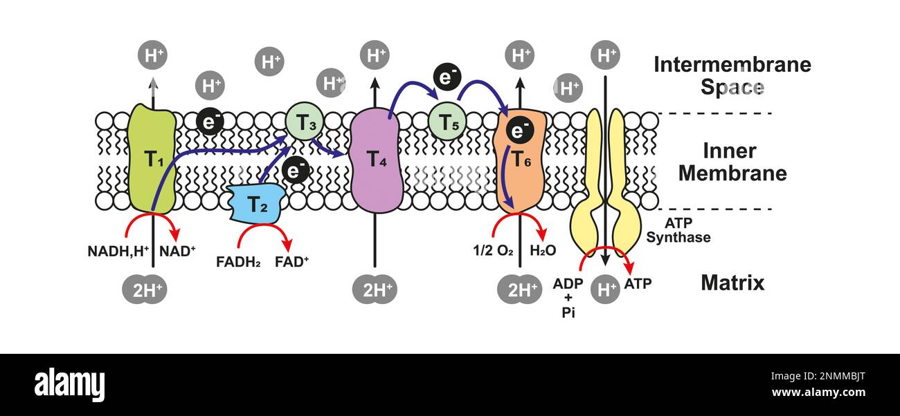 Phosphorylation oxydative, illustration Banque D'Images