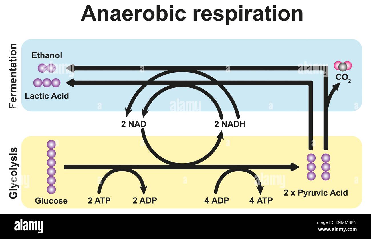 Respiration anaérobie, illustration Banque D'Images