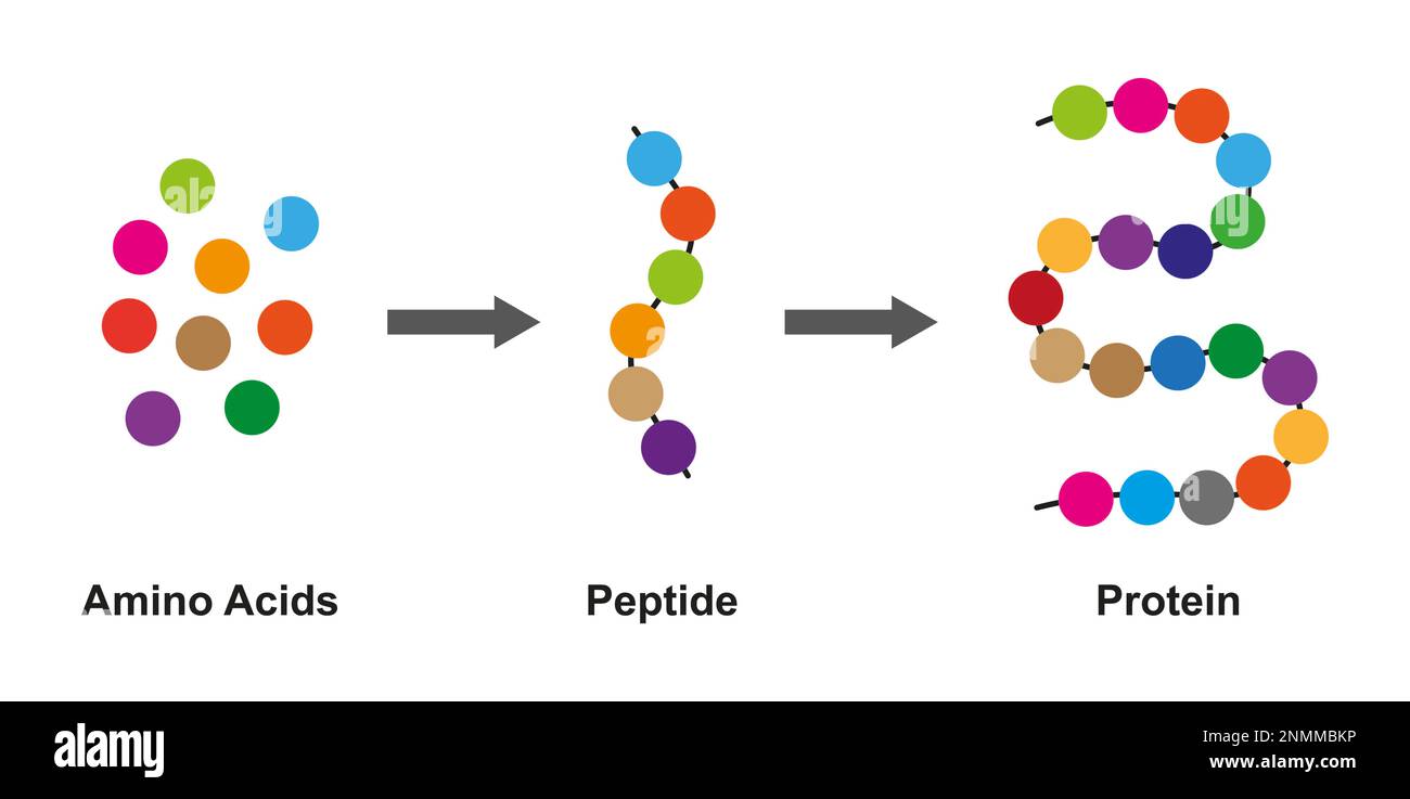 Formation de protéines, illustration Banque D'Images