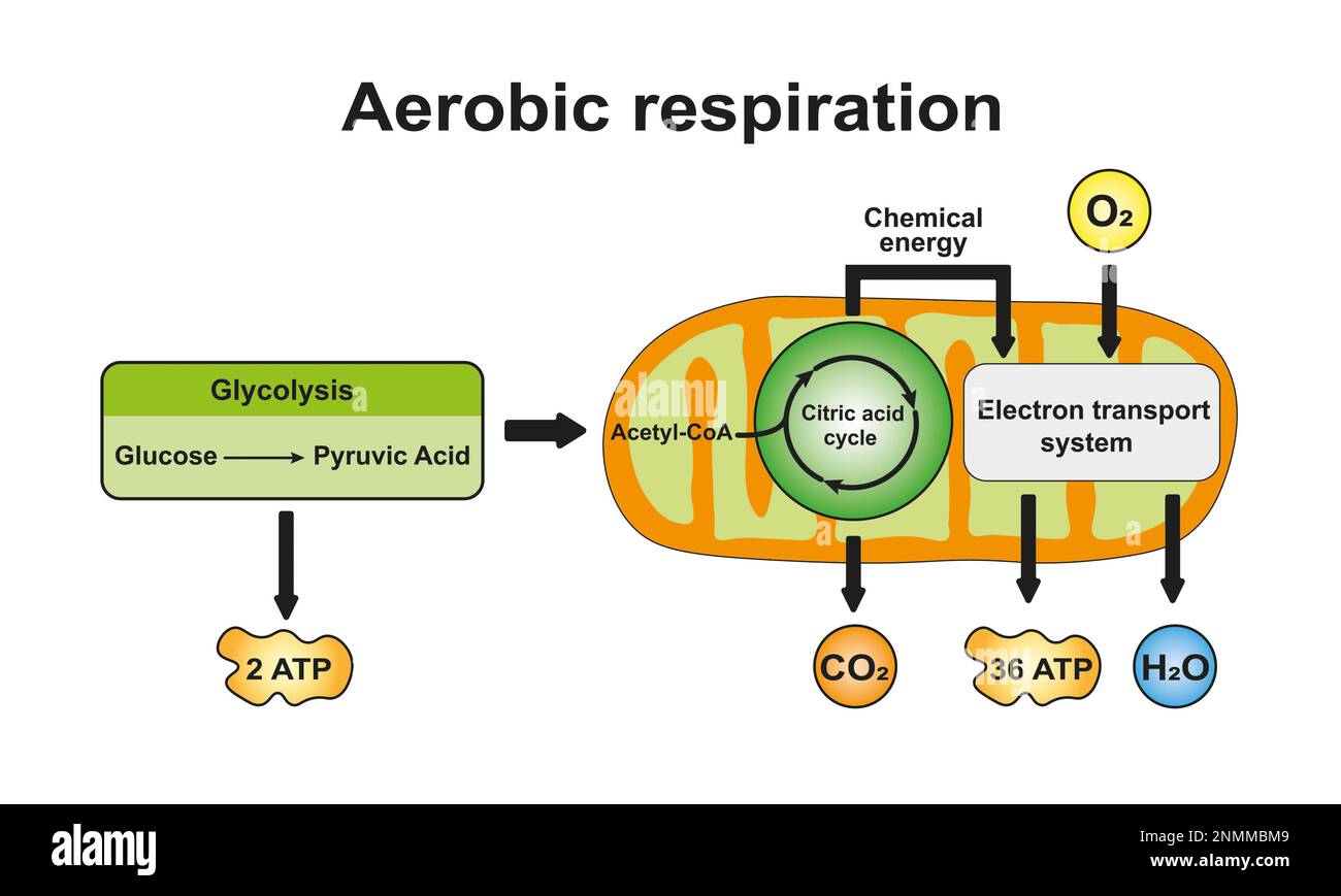 Respiration aérobie, illustration Banque D'Images