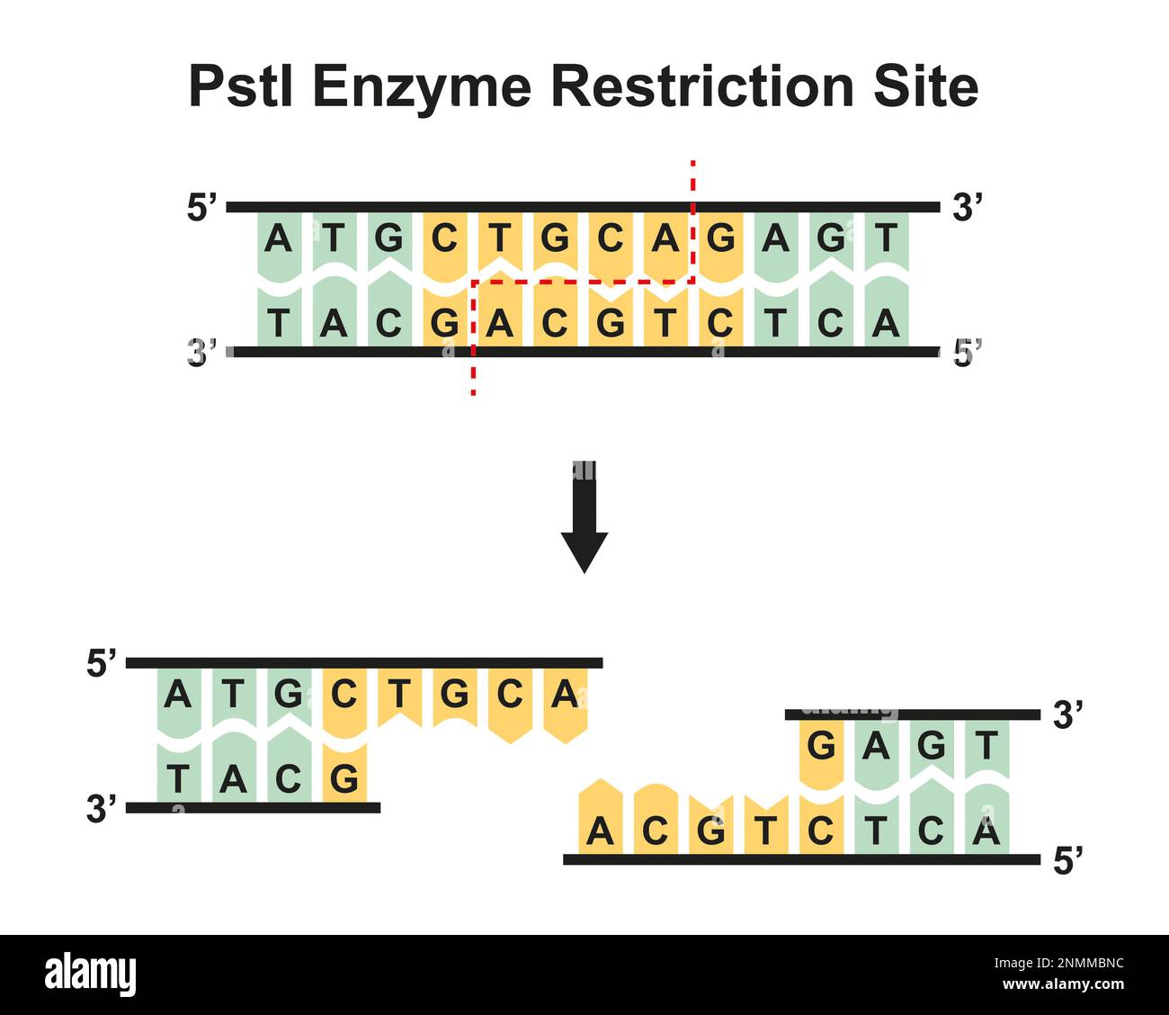Site de restriction enzymatique PstI, illustration Banque D'Images