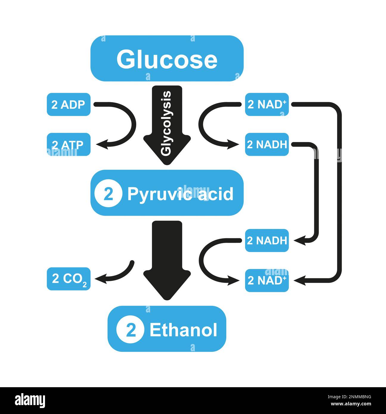 Fermentation alcoolique, illustration Banque D'Images