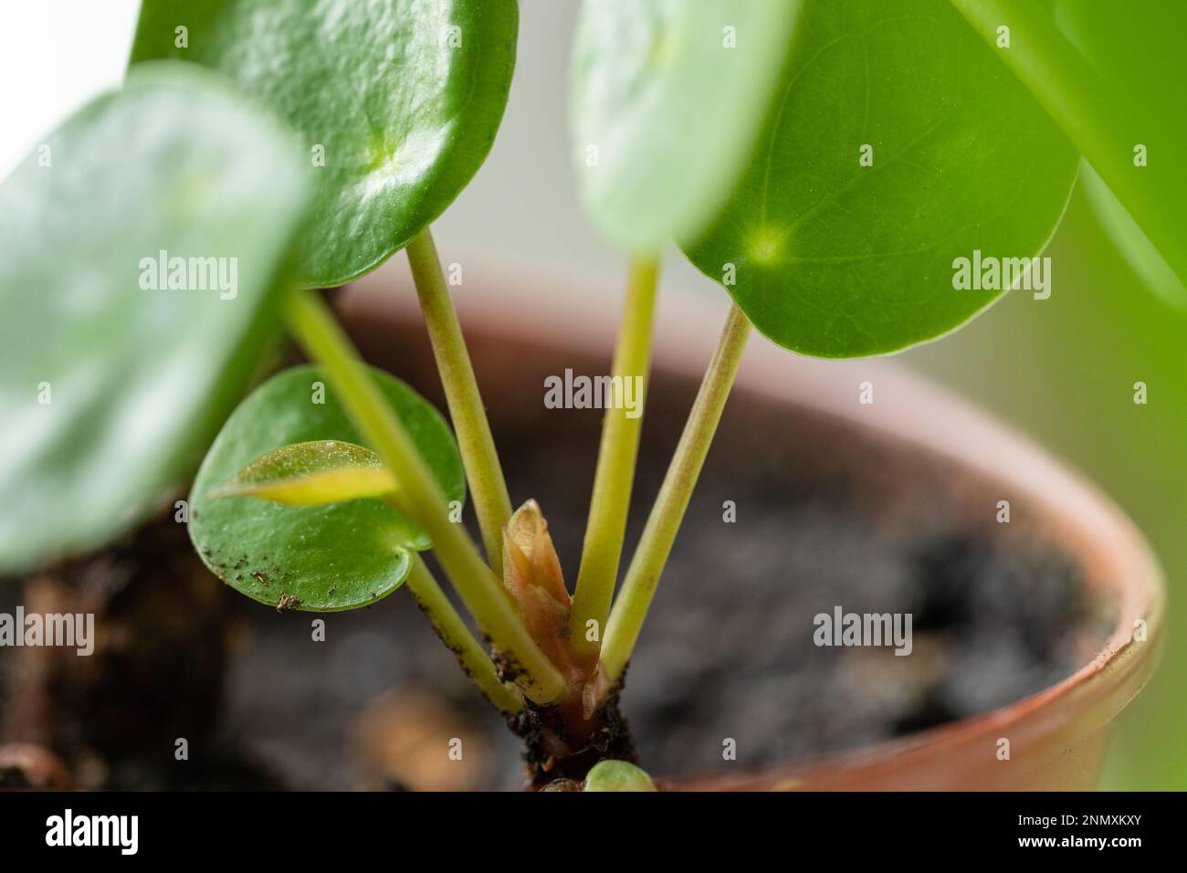 El árbol Chino Del Dinero En Un Pote En Planta Decorativa Se Coloca  Ilustración del Vector - Ilustración de adentro, estilo: 123059090, image size:1300x956