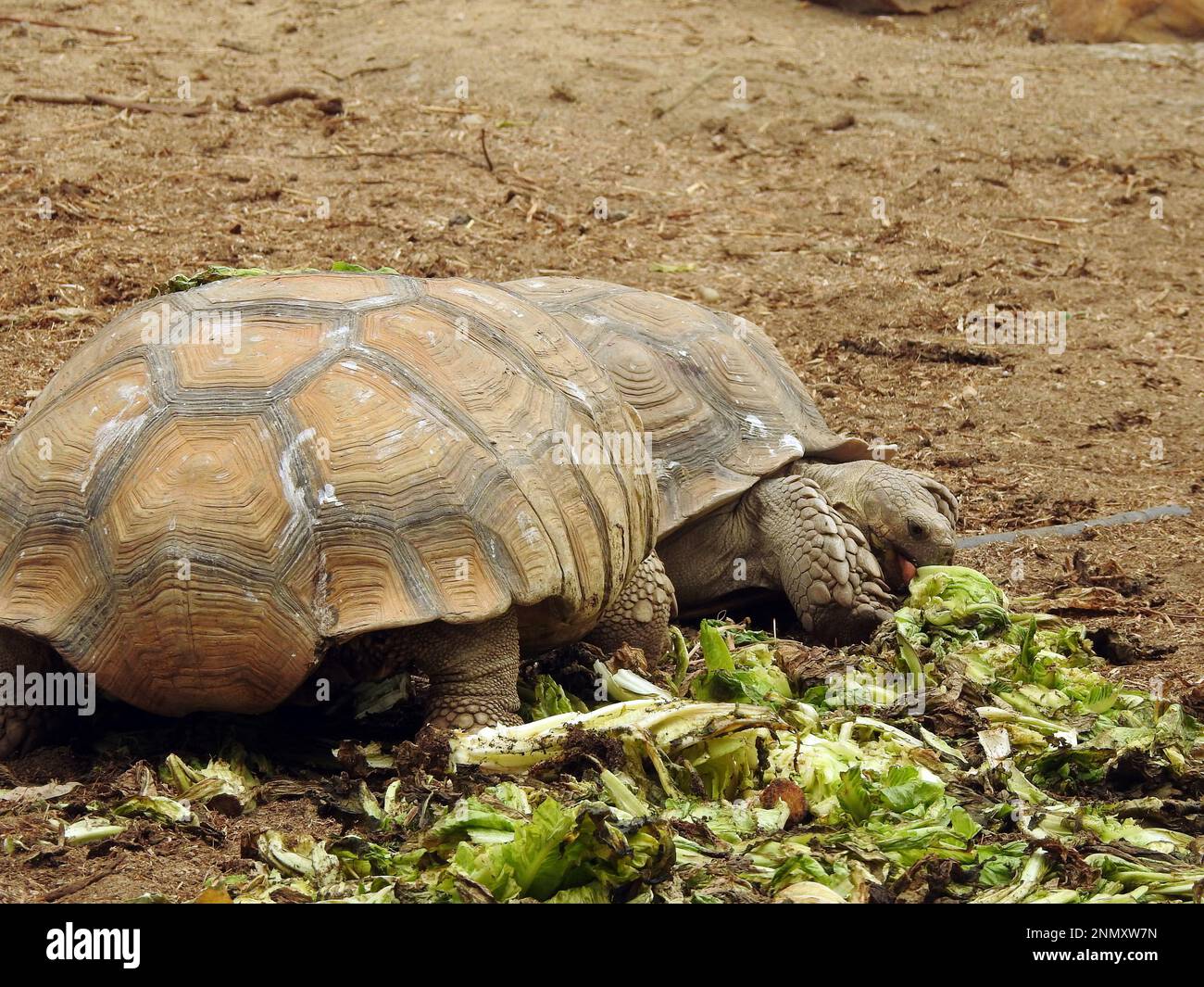 La tortue forestière asiatique (Manouria emys), également connue sous le nom de tortue montagneuse, est une espèce de tortue de la famille des Testudinidae, originaire de l'ier Banque D'Images