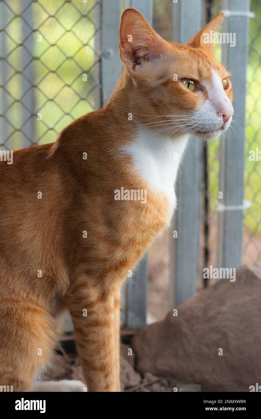 Un chat de gingembre de grange qui regarde au loin, montrant les moments candides de la vie rurale et de la vie lente Banque D'Images