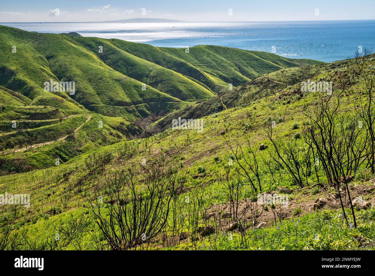 Zone brûlée dans Corral Canyon, Océan Pacifique, mars 2019, après que Woolsey Fire de novembre 2018 a endommagé cette zone, Santa Monica Mtns, Malibu, Californie, États-Unis Banque D'Images