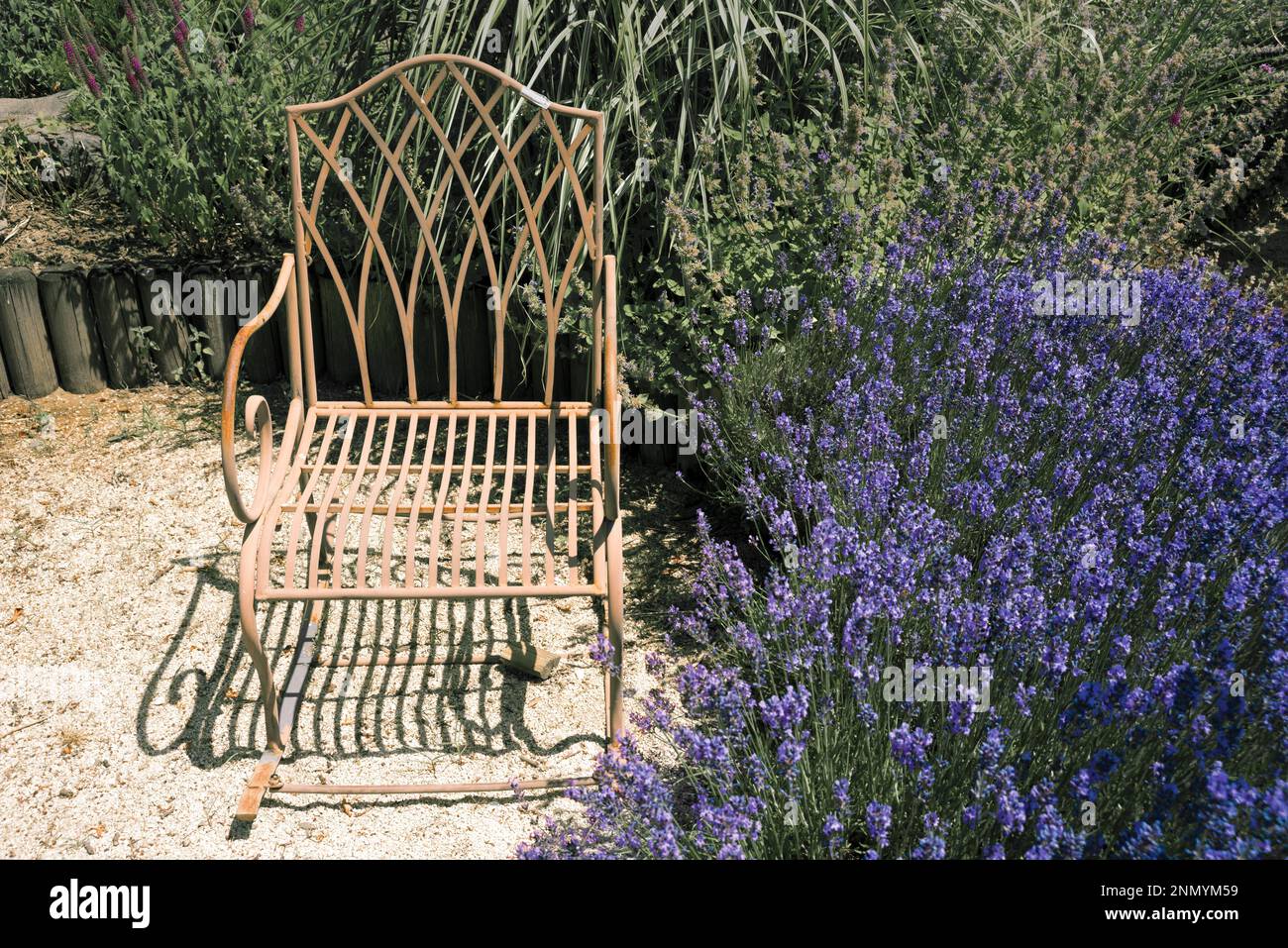 Chaise en métal rouillé dans le jardin avec lavande Banque D'Images