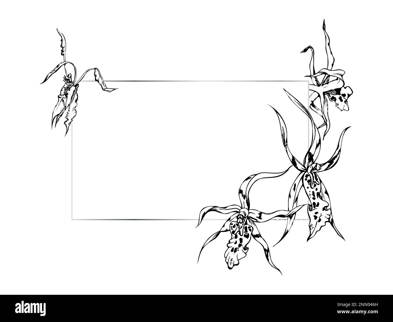 Fleurs et branches d'orchidées à encre vectorielle dessinées à la main, monochrome, contour détaillé. Composition horizontale du cadre. Isolé sur fond blanc. Conception Illustration de Vecteur