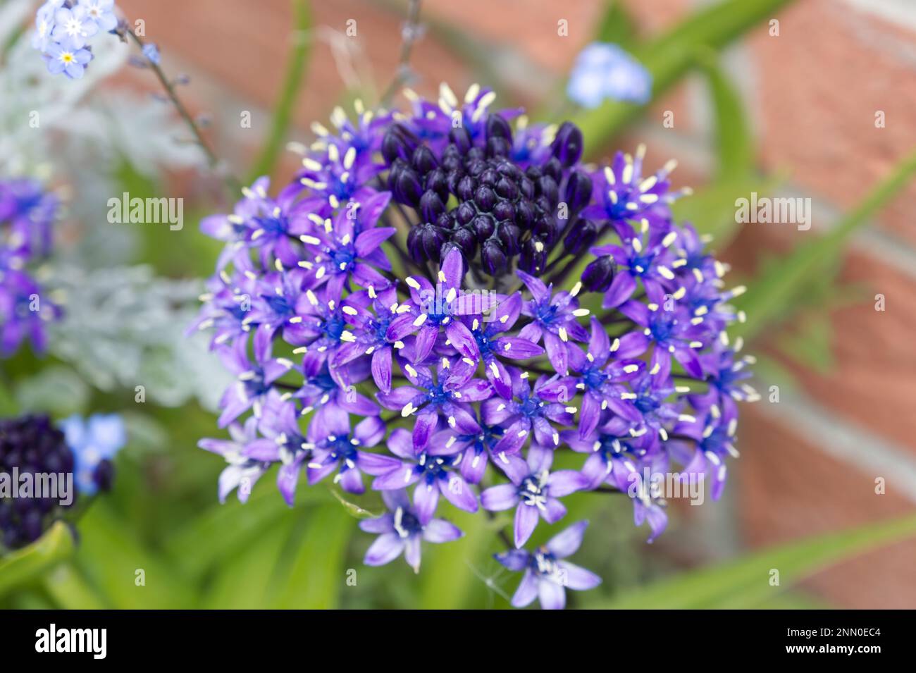 Gros plan du bleu fleuri de printemps Scilla peruviana, squill portugais Royaume-Uni Mai Banque D'Images