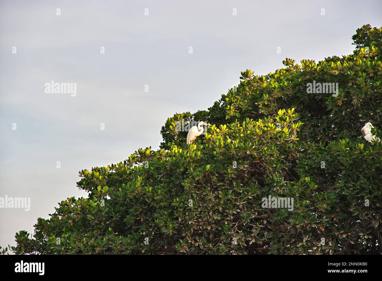 Oiseau dans la jungle des mangroves près du village de Toubacouta, Sénégal, Afrique de l'Ouest Banque D'Images