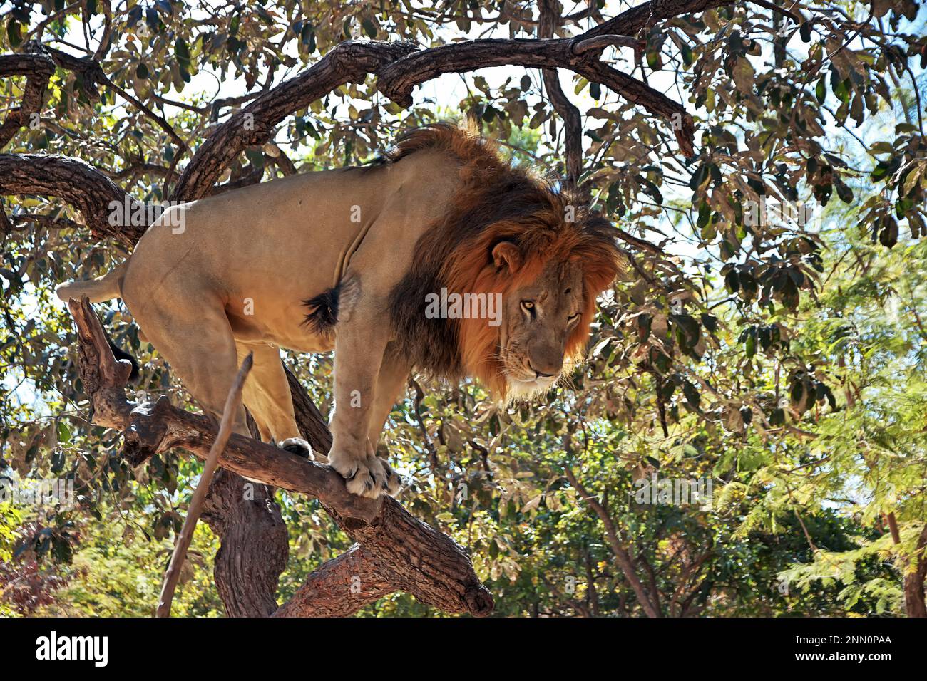 Lion dans la réserve naturelle de Fathala, Zoo au Sénégal, Afrique de l'Ouest Banque D'Images
