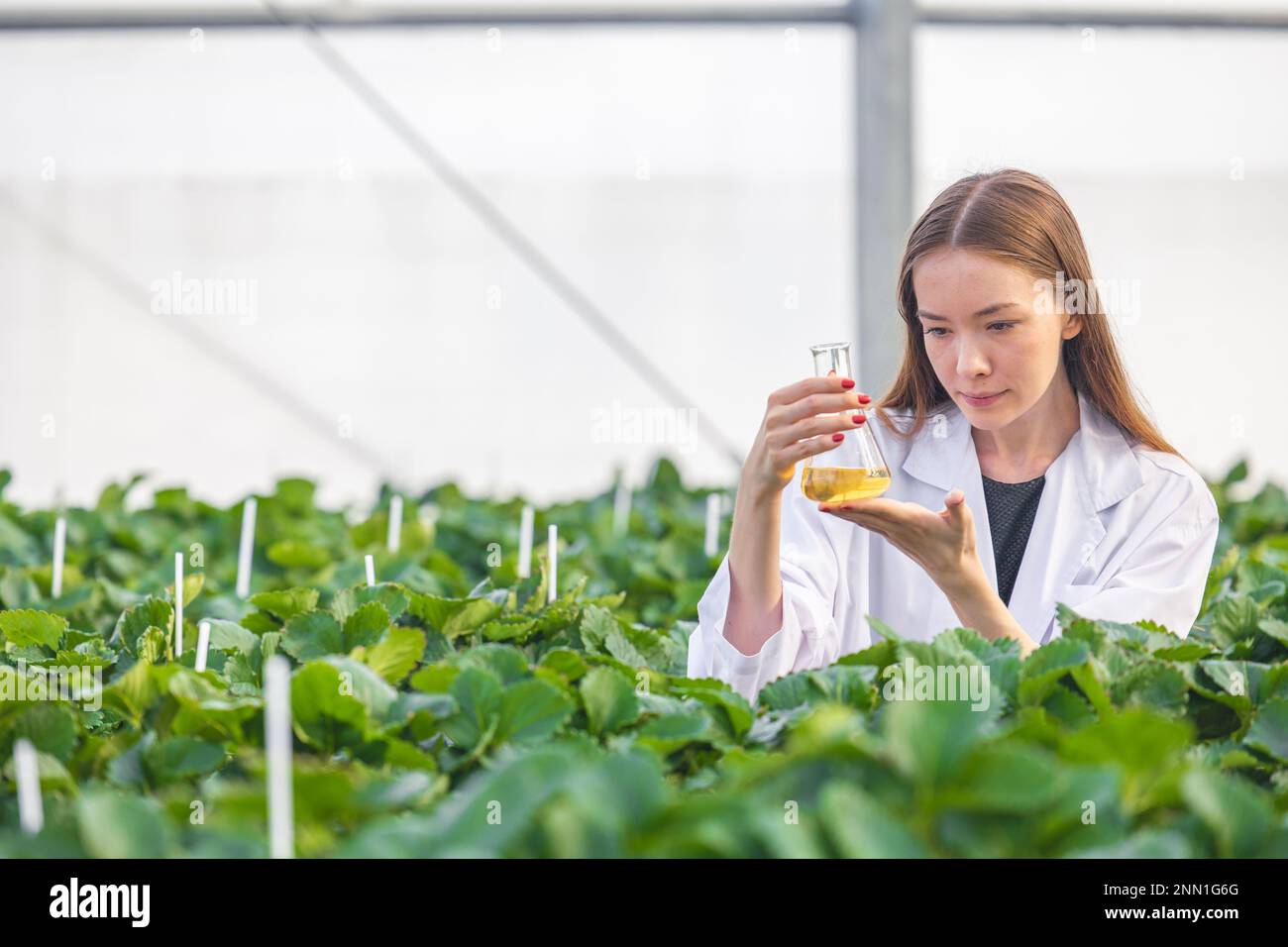 scientifique travaillant dans l'agriculture biologique recherche agricole nouvelle formule chimique extrait de la plante pour le concept médical. Banque D'Images