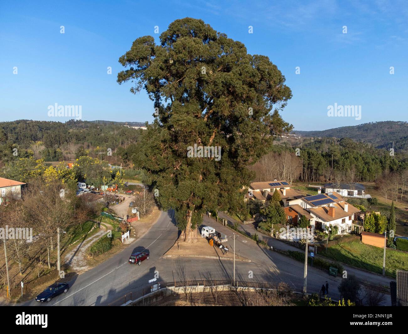 Vue en grand angle de l'Eucalipto de Contige - un arbre d'eucalyptus de 43 mètres (141 pieds) de haut dans le centre du Portugal qui a remporté le meilleur arbre portugais en 2023 Banque D'Images