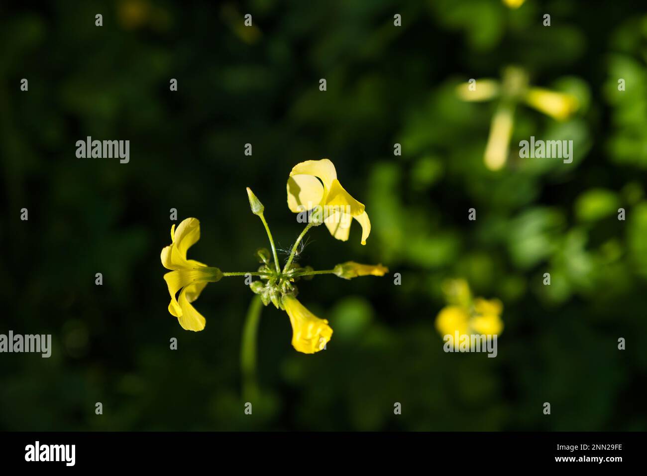Gros plan de fleurs jaunes dans un champ (Oxalis stritta) Banque D'Images