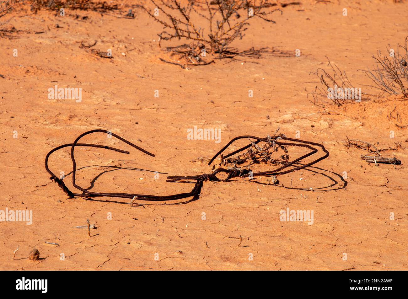 Meninne Australie, fil torsadé contre le sable rouge du désert Banque D'Images