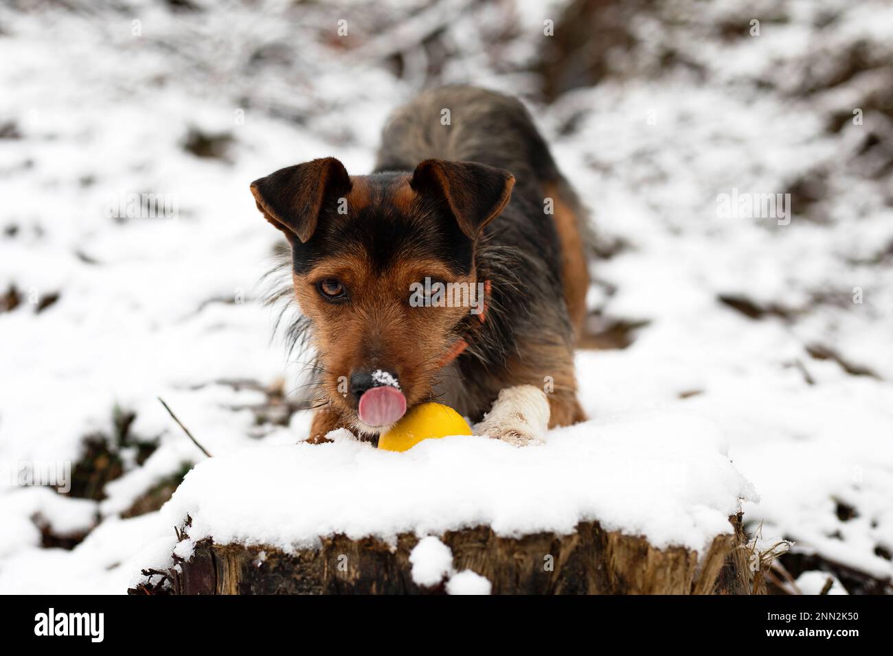 jeune petit chien jeune chien race bodeguero avec yorkshire mix dans la neige sur une bûche enneigée léchant la neige de son nez avec son ballon jaune dedans Banque D'Images