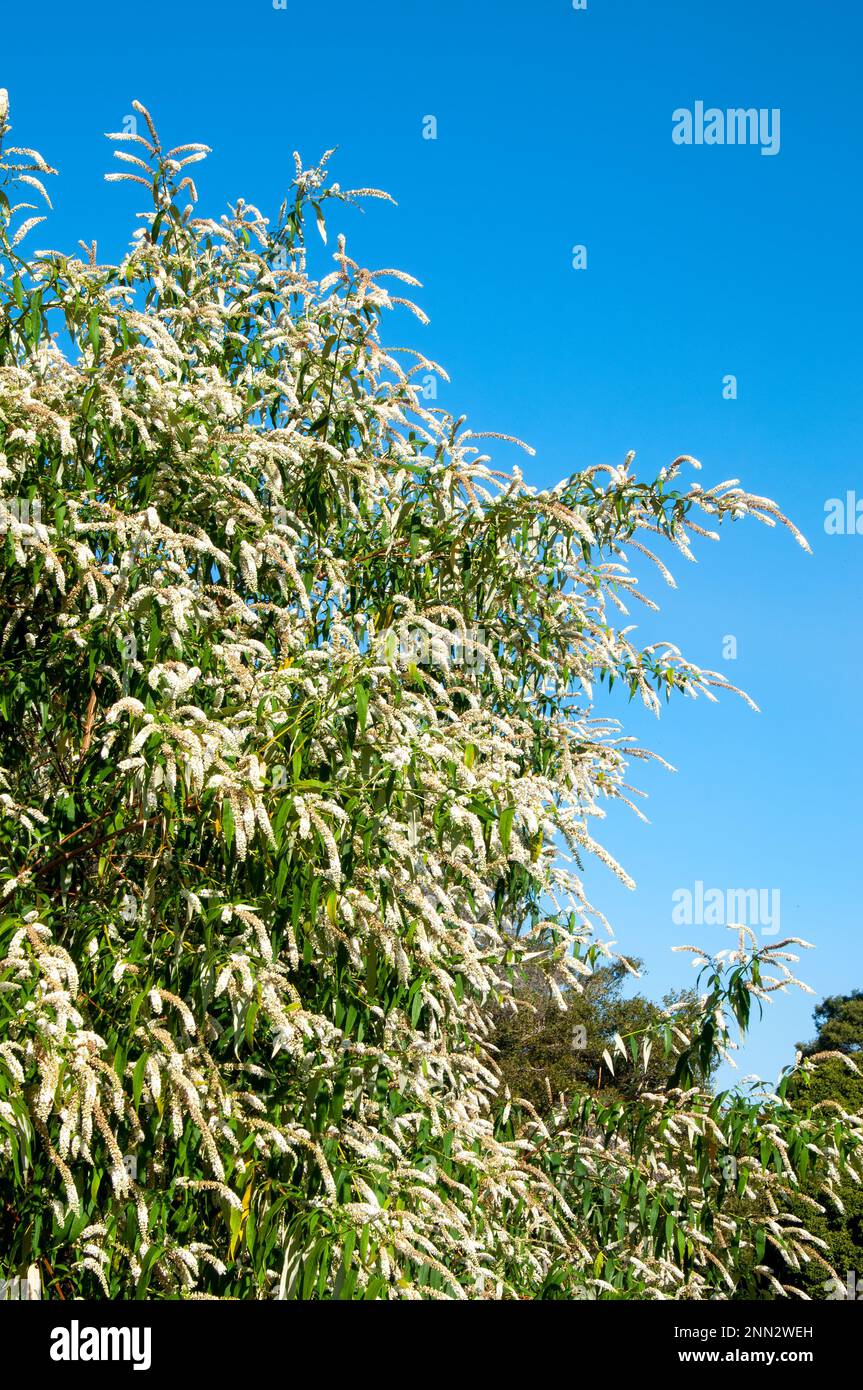 Sydney Australie, veronica salicifolia ou hebe salicifolia est présent dans toute l'île du Sud de la Nouvelle-Zélande et du Chili Banque D'Images