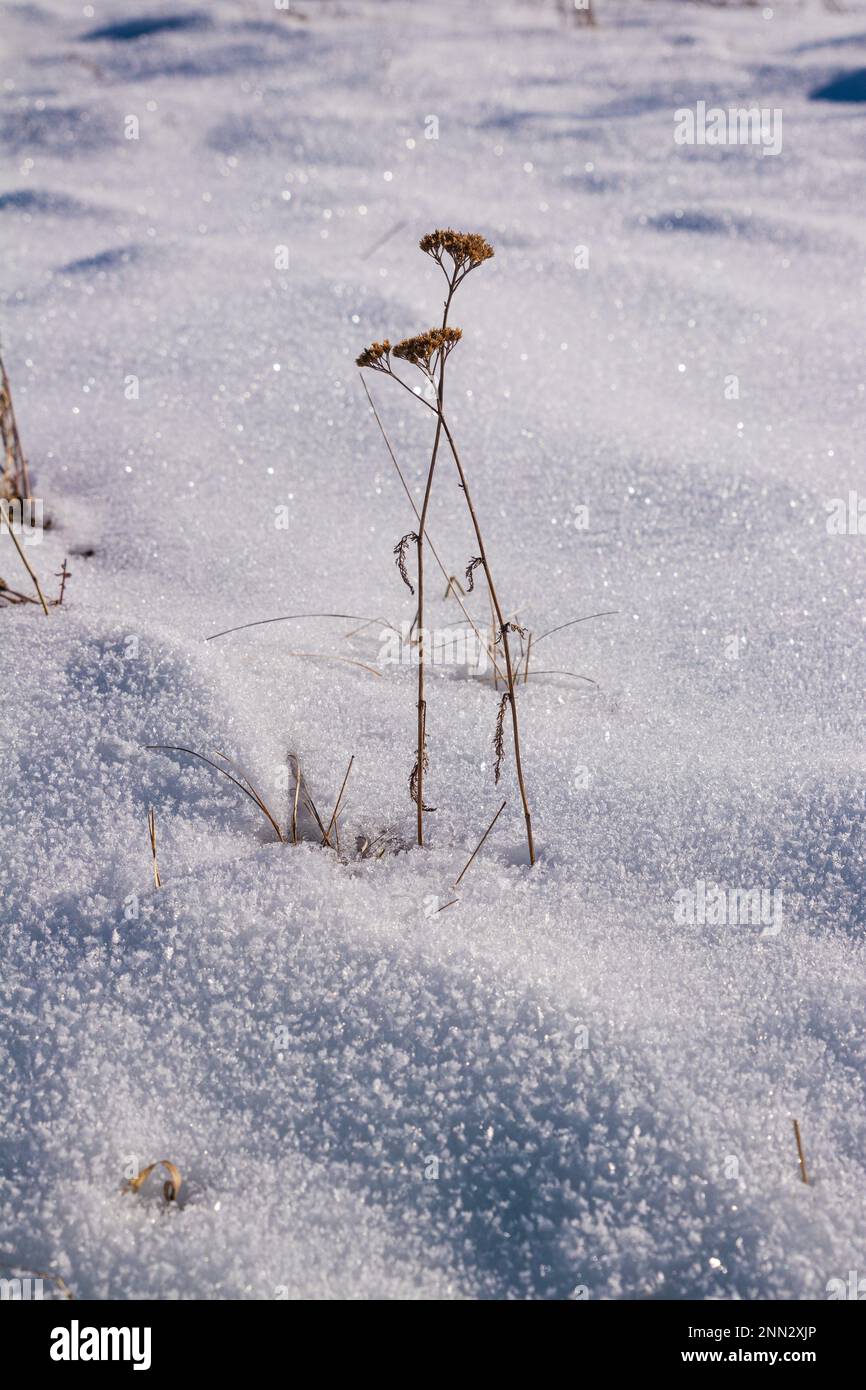 Planter dans la neige Banque D'Images