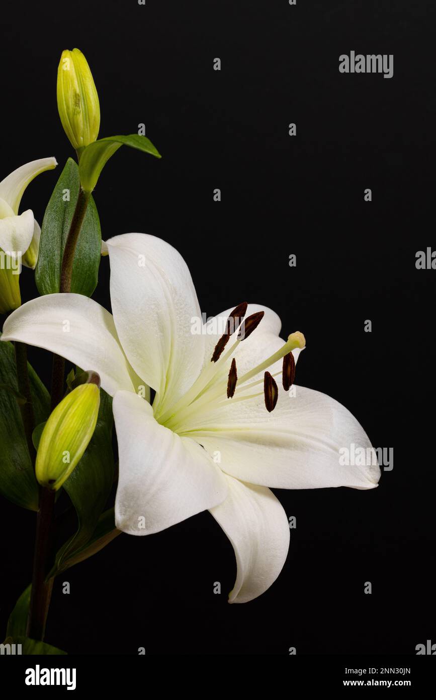 Détails de rose et blanc Stargazer lilies.pris avec Un fond noir et Light Pad, Lilium sont des vivaces bulbeuses Banque D'Images
