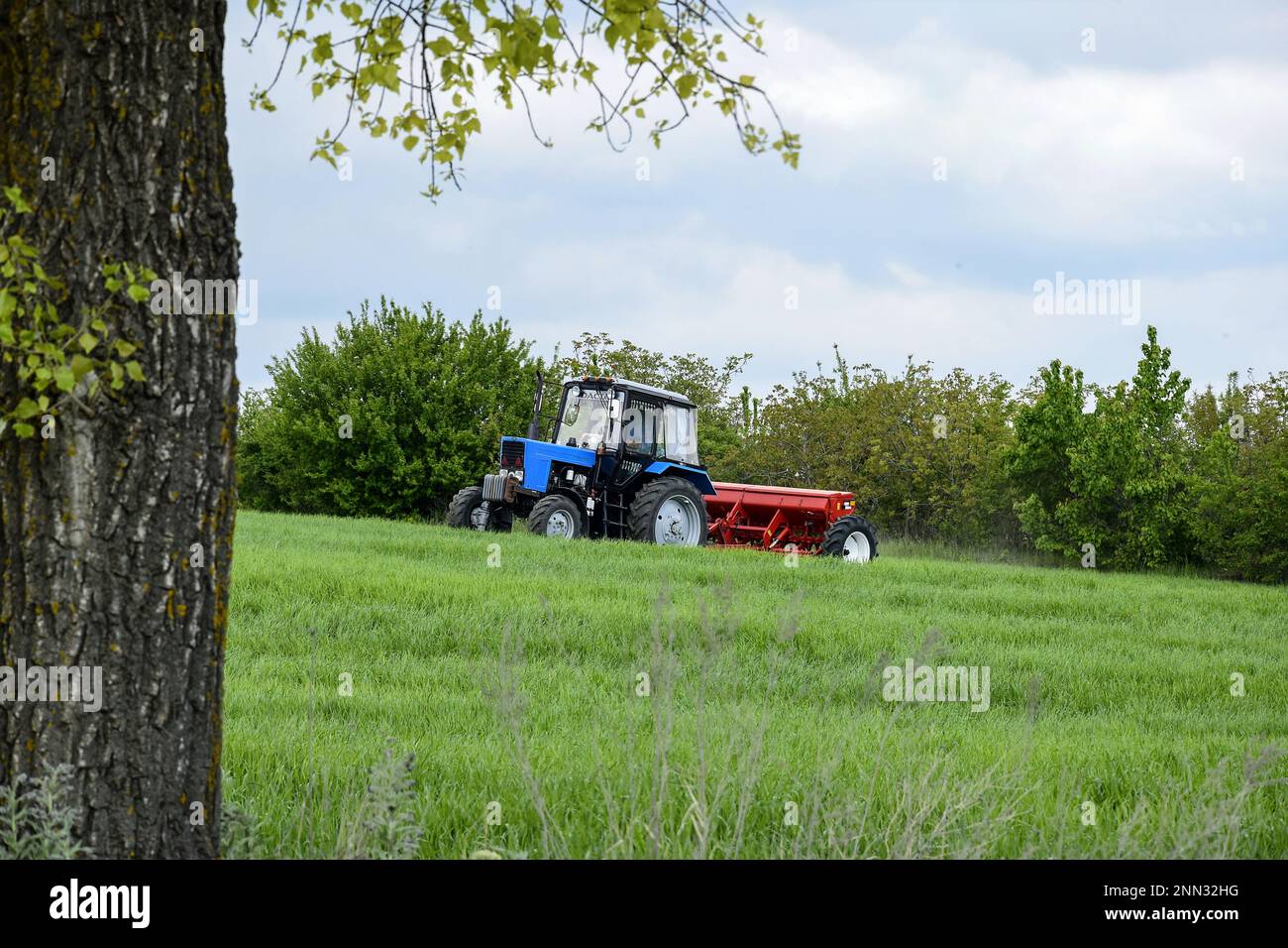 QUARTIER TELENESTI, MOLDOVA - MAI 2019: Tracteur à roues conducteur fertilisant le blé d'hiver avec des engrais minéraux. Alimentation des céréales. Rural la Banque D'Images