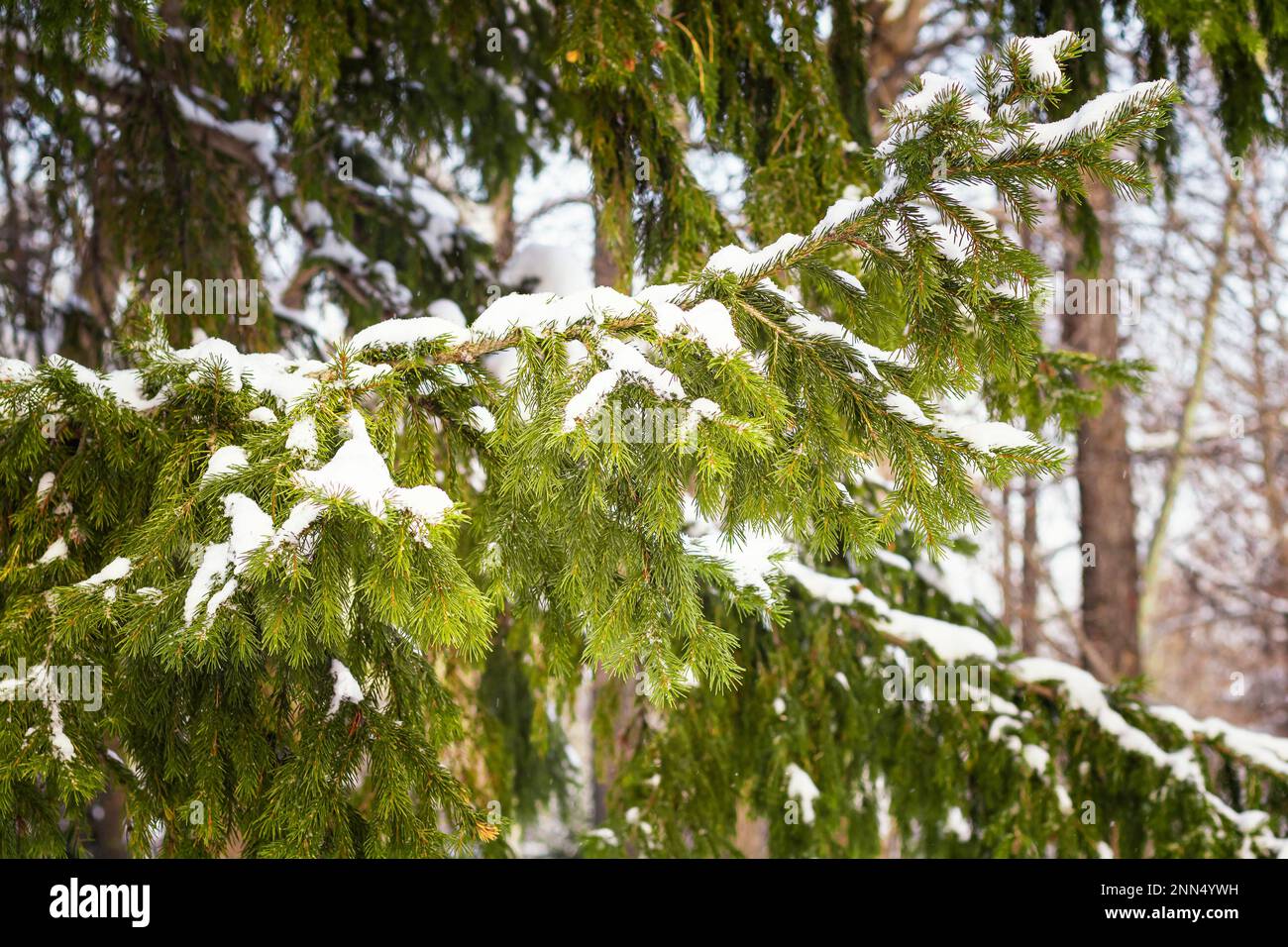 Saisonnalité, écologie, concept de vacances.gros plan de branche de pin avec neige et givre, mise au point sélective, espace de copie. Branches de l'arbre de Noël couvertes Banque D'Images