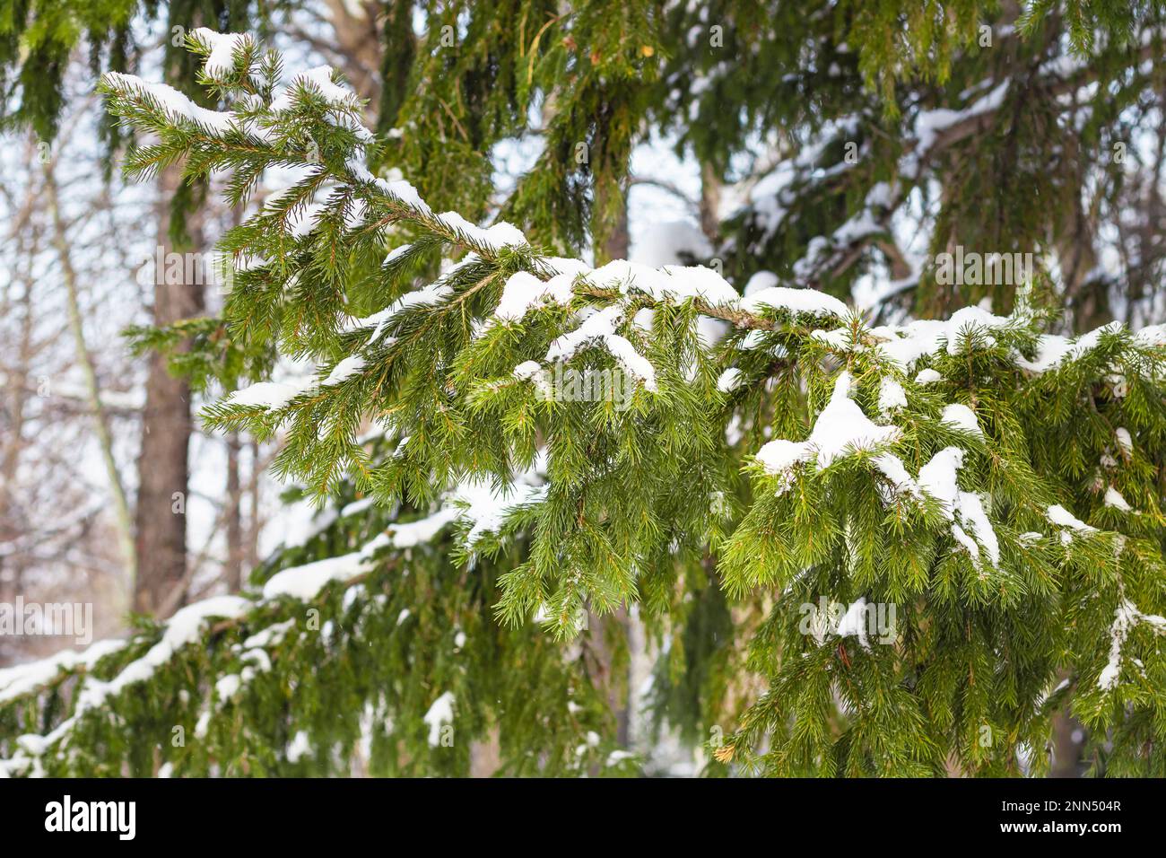 Hiver en Sibérie, arbre de Noël dans la neige. Épinette enneigée dans la nature. Saisonnalité, écologie, concept de vacances.gros plan de branche de pin avec s Banque D'Images