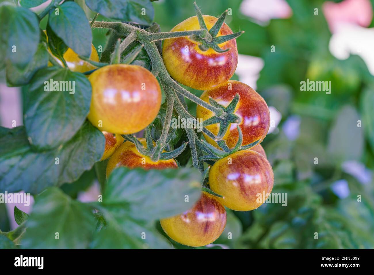 Une tomate arc-en-ciel poussant sur une plante Banque D'Images