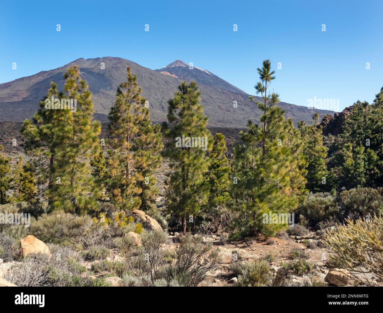 Parc national du Mont Teide Tenerife Iles Canaries Espagne à la mi-février Banque D'Images