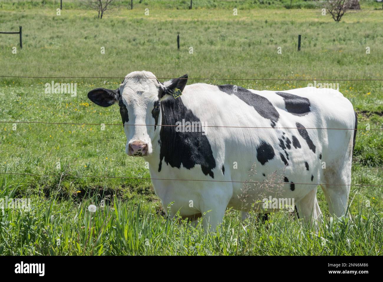 Vache Holstein dans un pâturage dans le comté de Lancaster, ferme de journal de Pennsylvanie. Banque D'Images
