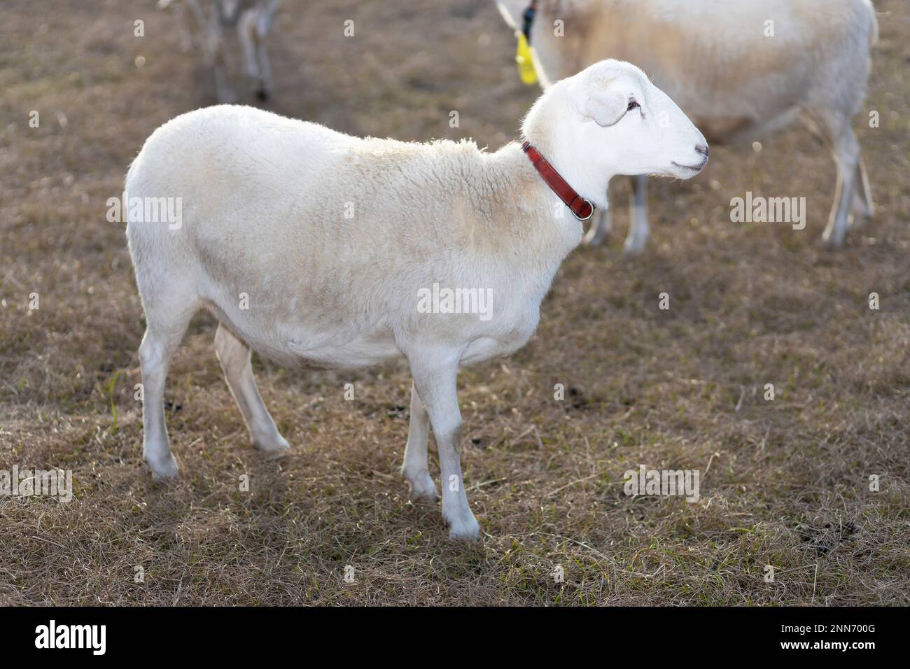 Brebis Katahdin blanc brillant sur un champ avec le troupeau Banque D'Images