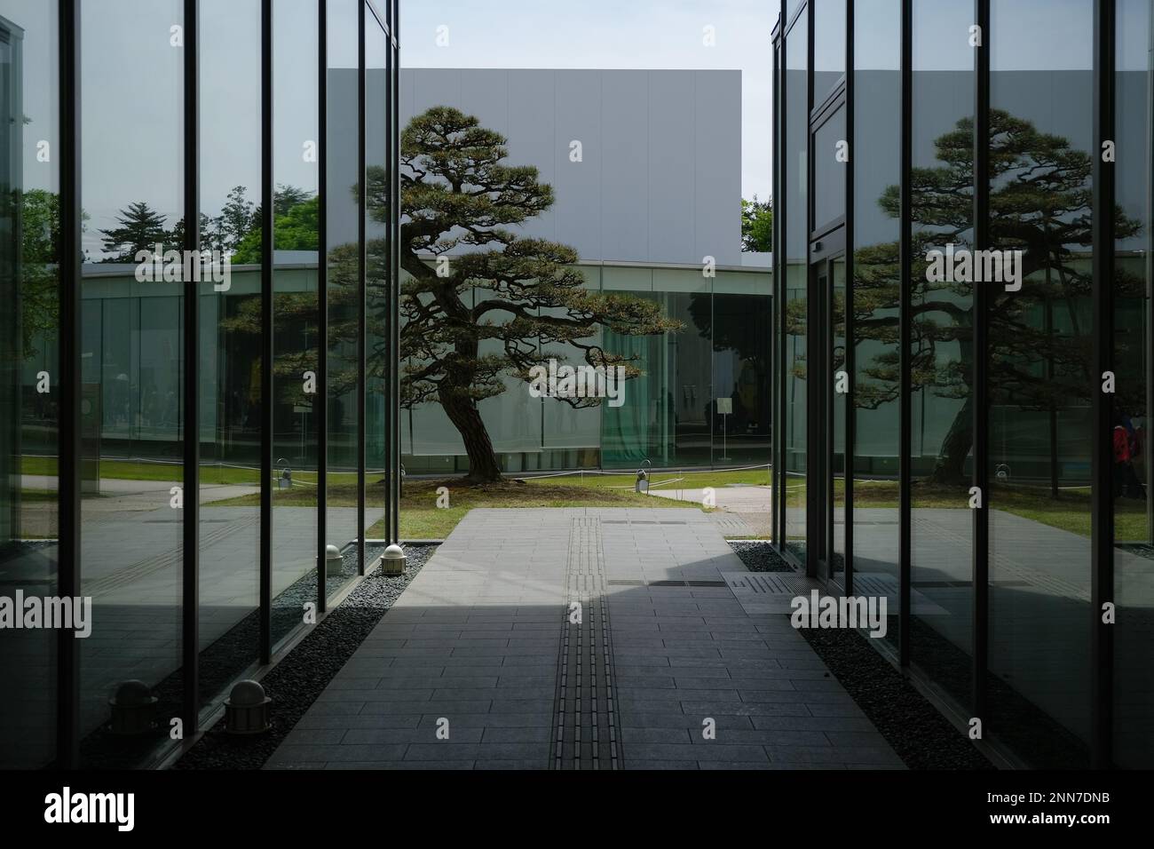 Pins japonais à l'extérieur du musée d'art de Kanazawa au Japon Banque D'Images