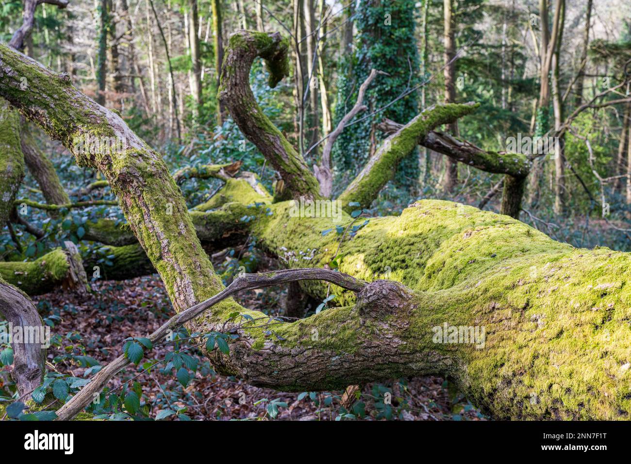 foyer sélectionné avec profondeur de champ de mousse recouvert de feuillus à feuilles larges tombés dans une forêt Banque D'Images
