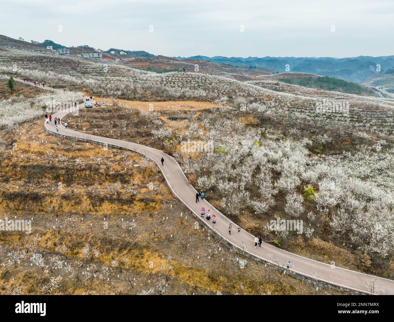 BIJIE, CHINE - 25 FÉVRIER 2023 - les touristes voient les cerisiers en fleur dans le village de Taoying de Bijie City, dans la province de Guizhou, dans le sud-ouest de la Chine Banque D'Images