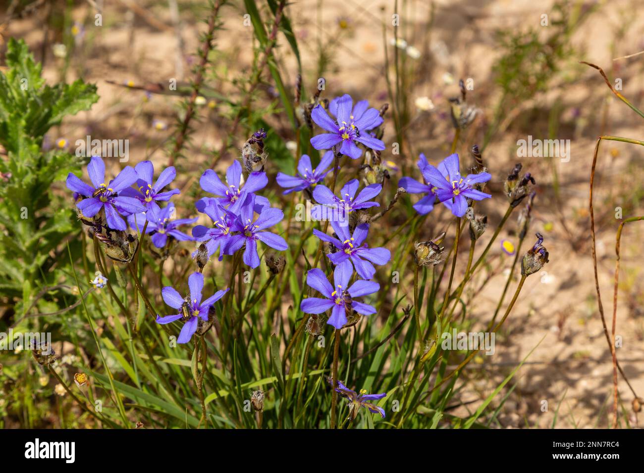Fleur bleue près de Piketberg dans le Cap occidental de l'Afrique du Sud Banque D'Images