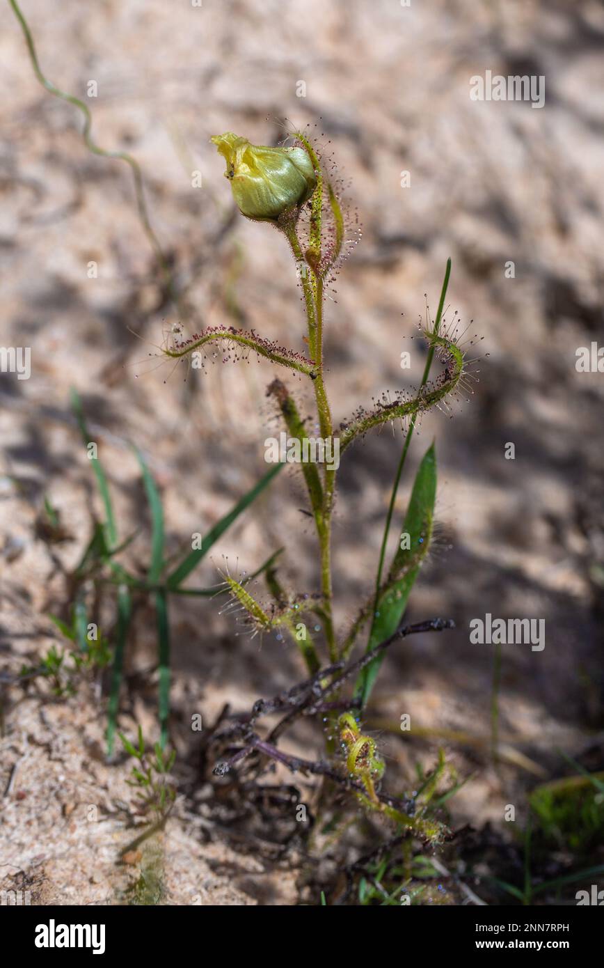 Drosera cistiflora à fleurs jaunes dans l'habitat naturel Banque D'Images