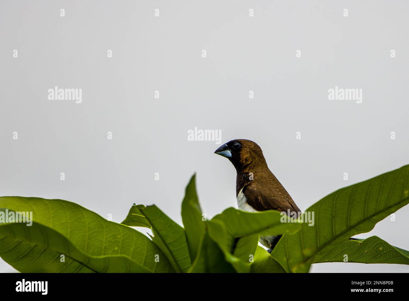 Un arbuscule d'Estrildidae ou des finches d'estrildid perchées au sommet d'un manguier, isolées sur un ciel gris Banque D'Images