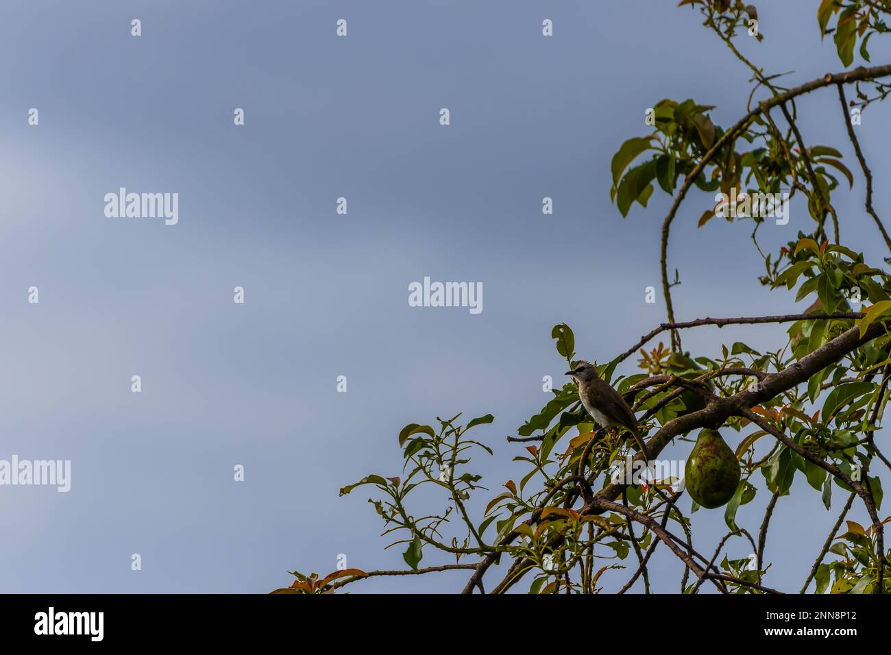 Le bulbul à évent jaune perché sur une branche d'un arbre d'avocat, le bulbul à évent jaune est, fait partie de la famille des oiseaux de passereau Banque D'Images