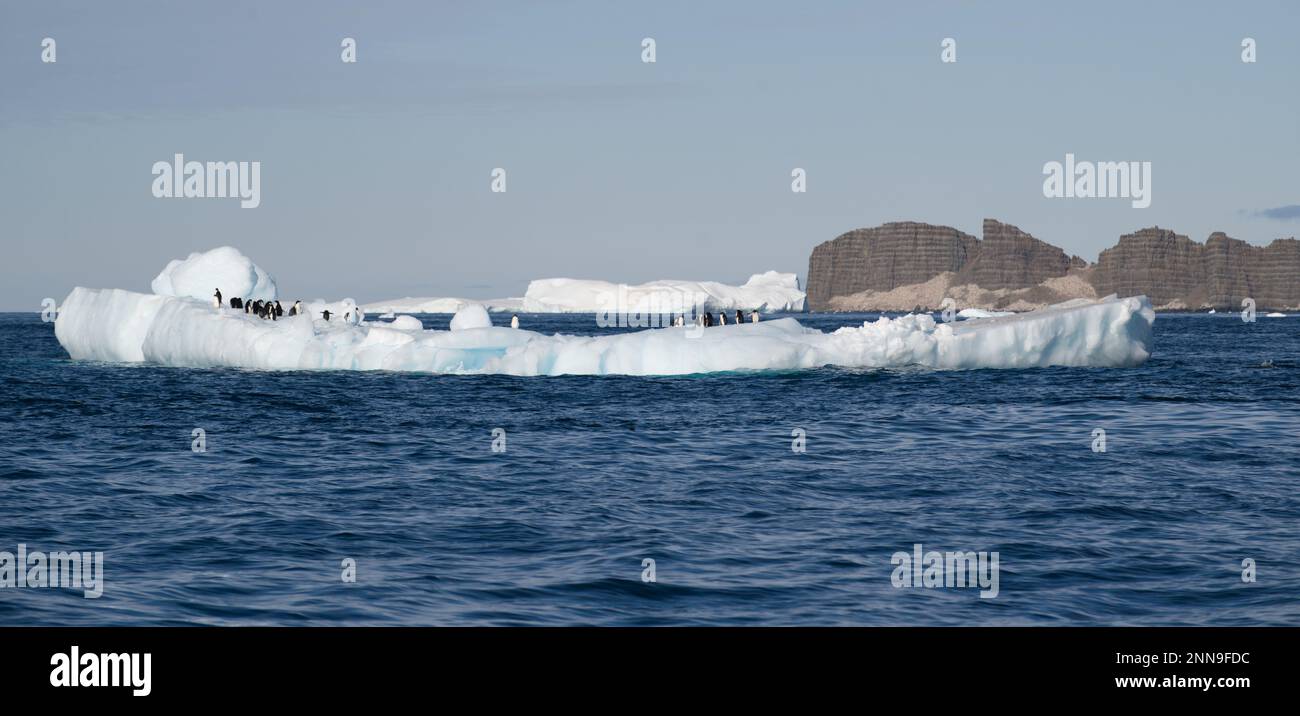 Pingouins d'Adelie sur une banquise - Antarctique Banque D'Images