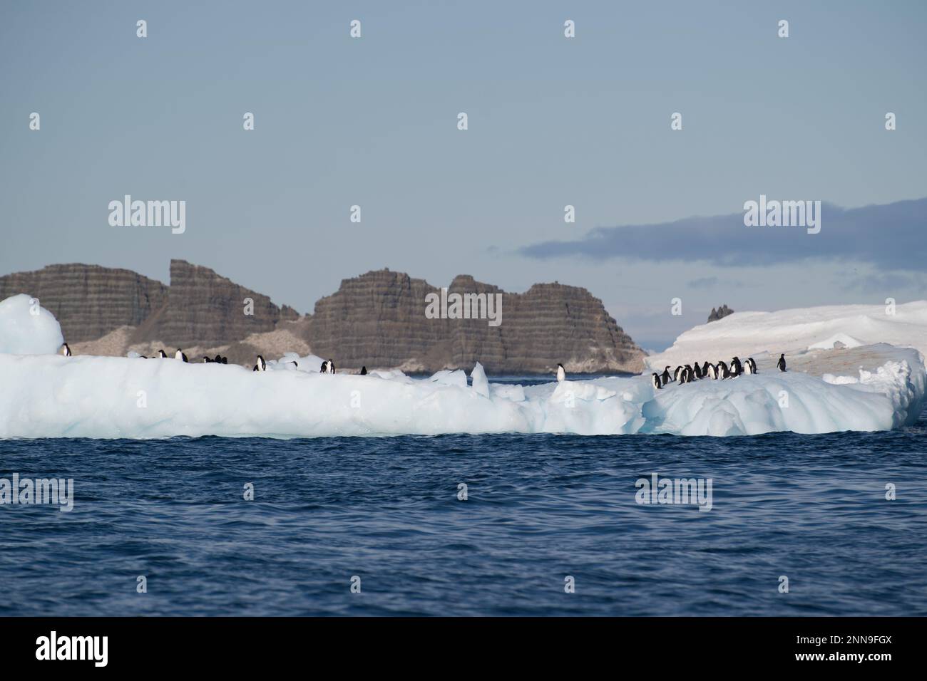 Pingouins d'Adelie sur une banquise - Antarctique Banque D'Images