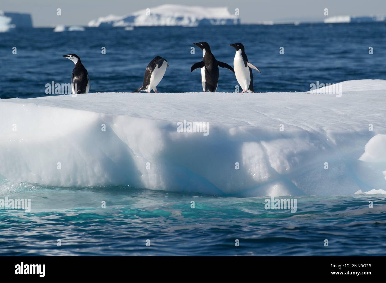 Pingouins d'Adelie sur un iceberg Banque D'Images