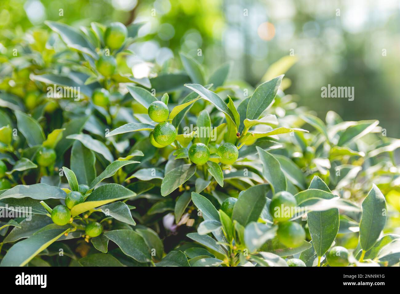 Fortunella japonica ou cumquat. Fond naturel avec des fruits de cumquat dans un feuillage vert épais à la lumière du soleil. Fruits en pleine croissance dans le jardin. Agriculture. Banque D'Images