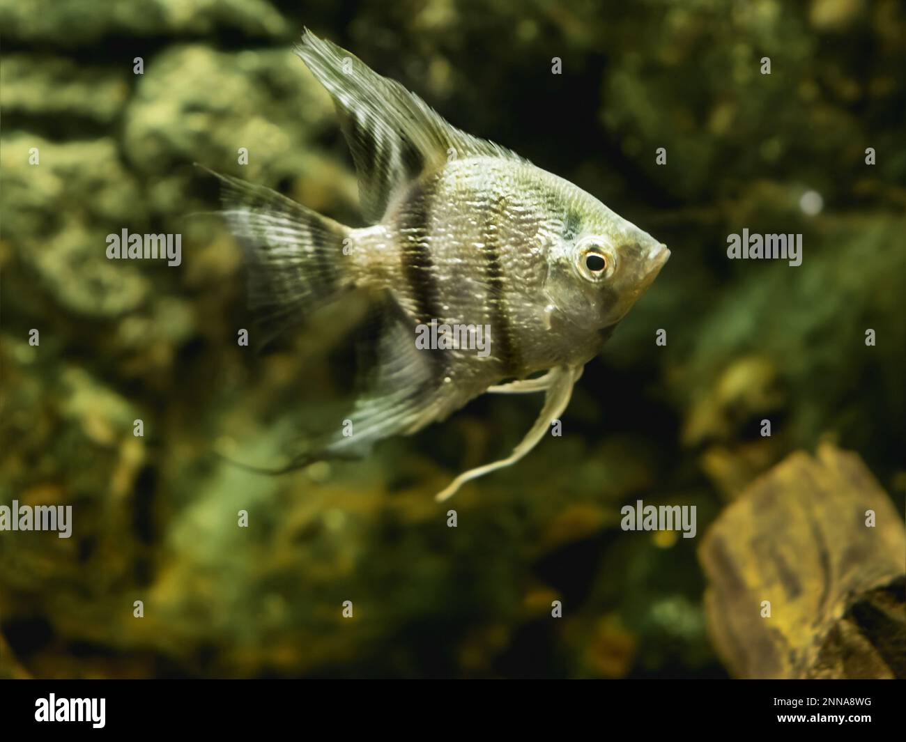 Scallare de Pterophyllum flottant ou angelfish dans le réservoir. Poissons d'aquarium d'eau douce avec des écailles brillantes. Banque D'Images