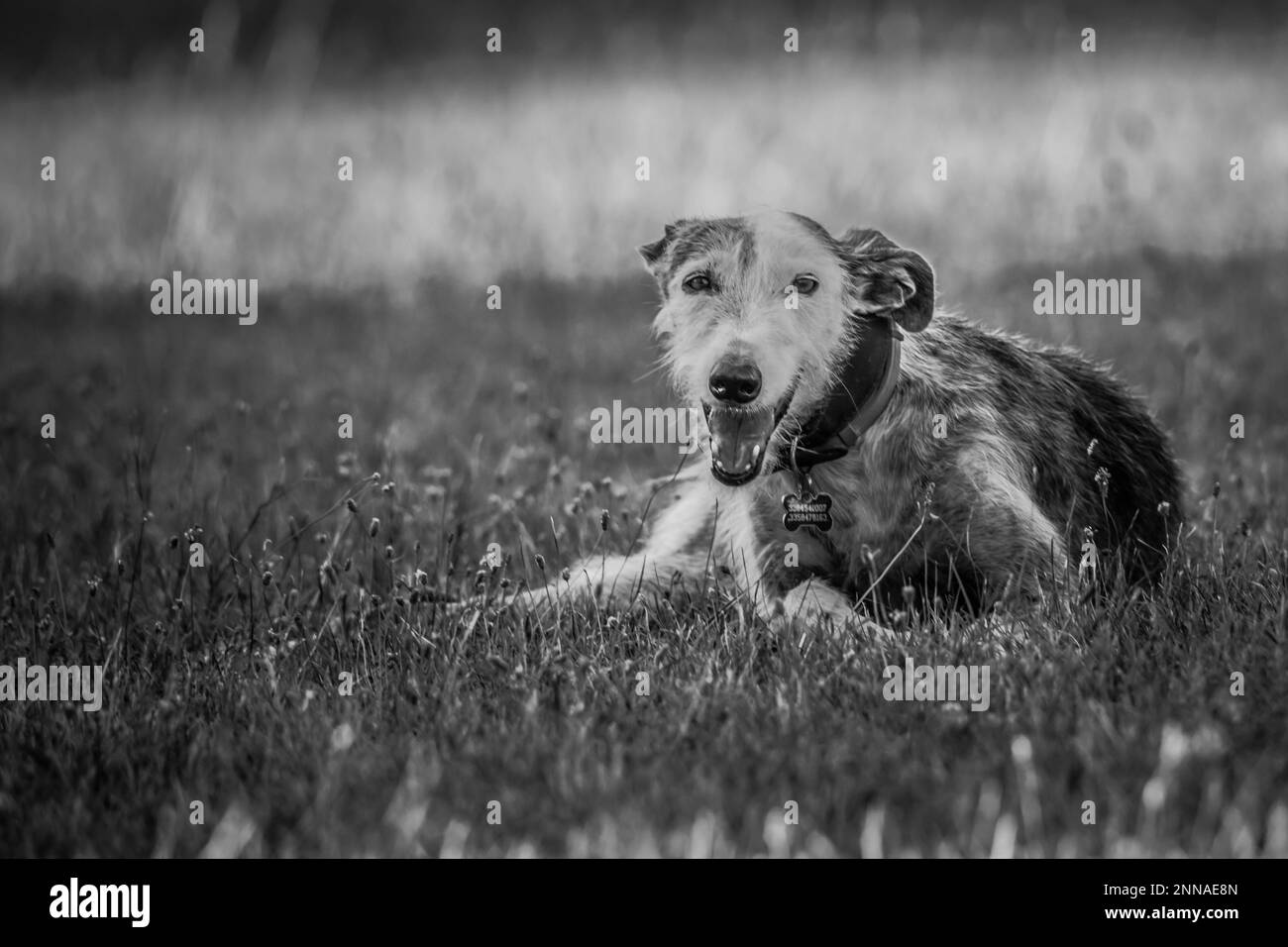 Beaux chiens Banque D'Images