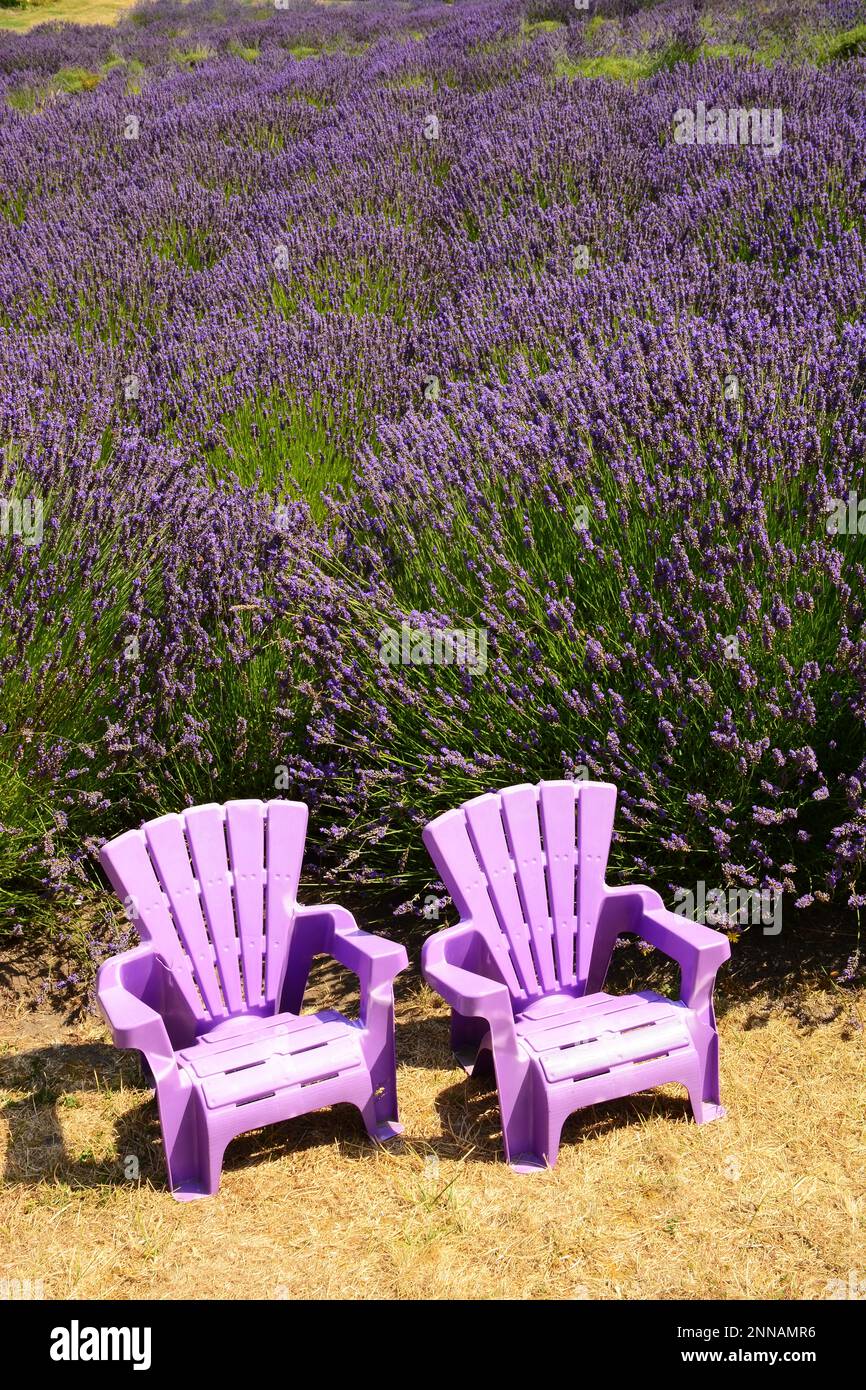 Champ de lavande avec deux chaises roses, Washington, États-Unis Banque D'Images