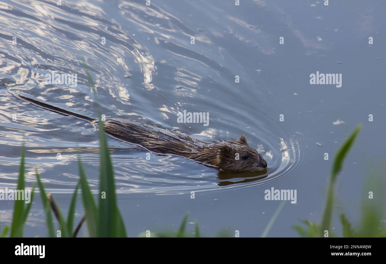 le rat musqué flotte sur l'eau. l'eau reflète le ciel Banque D'Images