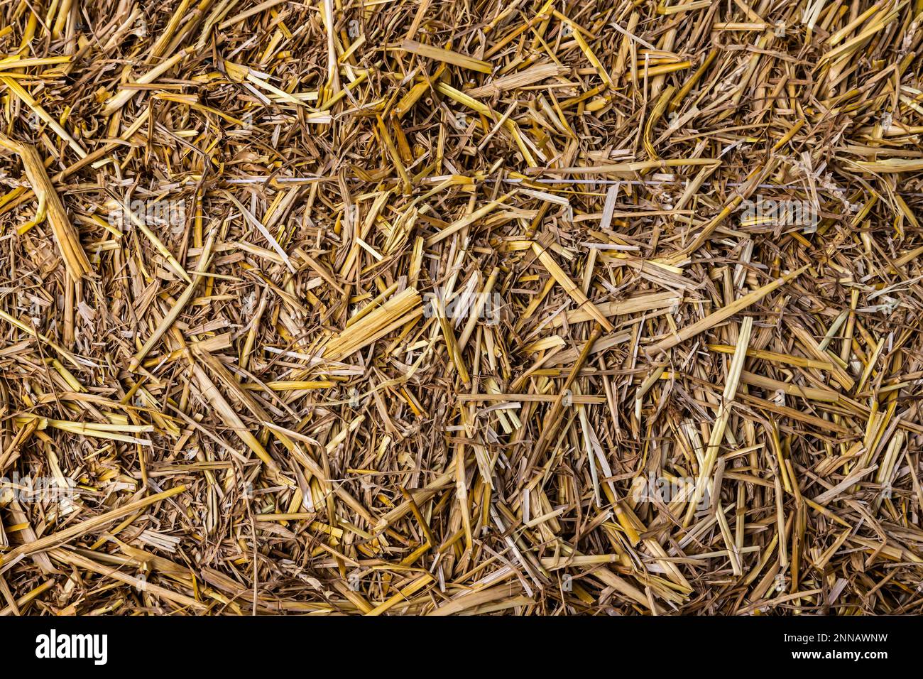 Surface de la paille. Tiges sèches de fond de plantes céréalières. Des tiges de céréales sèches par temps ensoleillé Banque D'Images