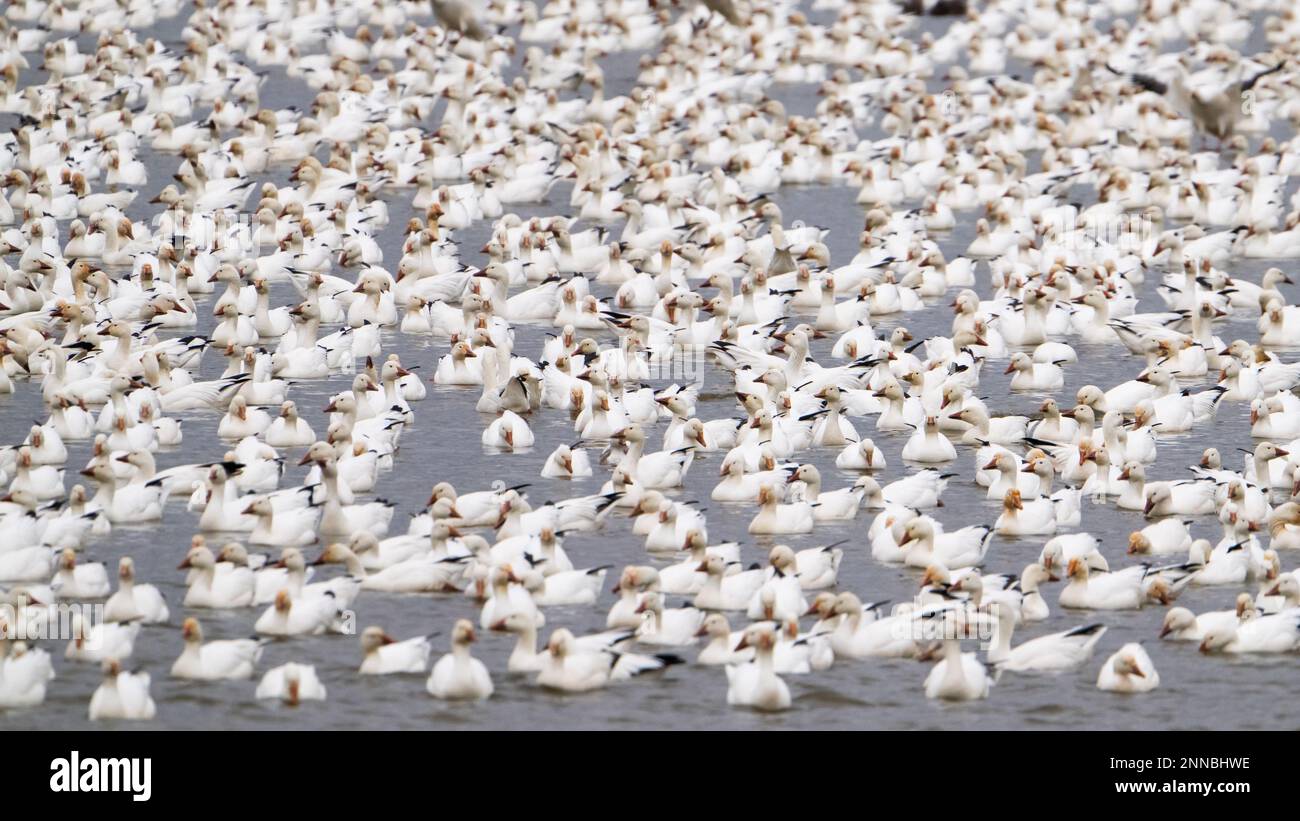 Un grand troupeau d'oies des neiges au lac Middle Creek, en Pennsylvanie Banque D'Images