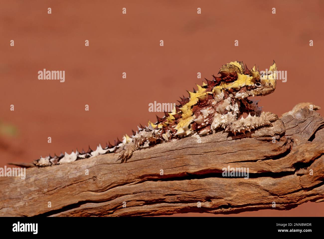 Le diable épineux (Moloch horridus), également connu sous le nom de diable de montagne, lézard épineux, dragon épineux, et moloch, est une espèce de lézard dans le Banque D'Images