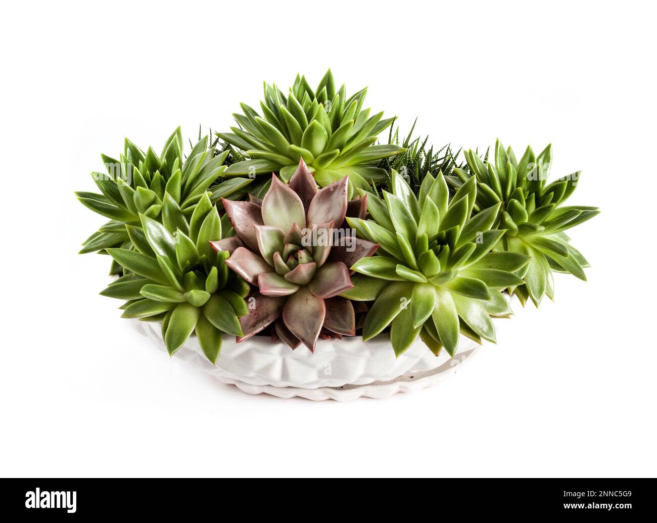 Pot de fleurs blanc en céramique avec Echeveria succulents isolés sur fond blanc Banque D'Images