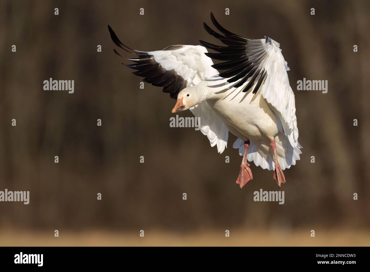 Une oie des neiges survolant Middle Creek. Banque D'Images